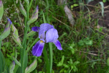blue iris flower