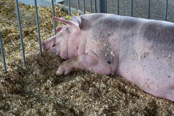 Well-fed pig sleeps on a farm