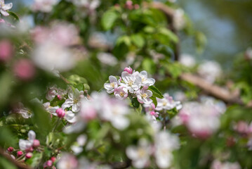 リンゴの花咲く