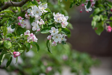 リンゴの花咲く