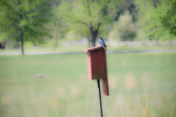 Swallow bird, Daniel Boone Homestead, Birdsboro, Pennsylvania