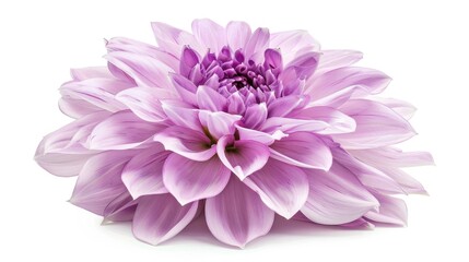 Purple Dahlia flower isolated on white background with no shadows and clipping path close up shot displaying natural beauty