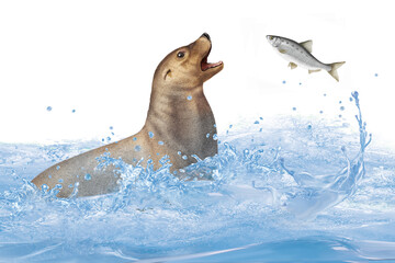 Obraz premium otarie, animal, fourrure, nature, sauvage, faune, polaire, mammifère, alaska, saumon, chasser, capturer