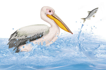 pelican, animal, fourrure, nature, sauvage, faune, polaire, mammifère, alaska, saumon, chasser, capturer, eau, vague, 