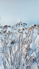 Naklejka premium landscape with snow on grass and bushes and blue sky