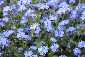 Blue, lilac, purple Myosotis flowers close-up