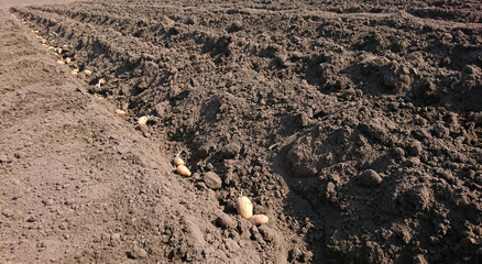 Planting potatoes lie in rows of furrows dug in the dug-up soil in the garden