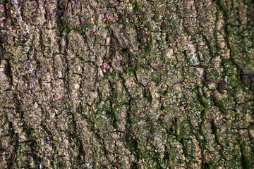 Background in the form of tree bark