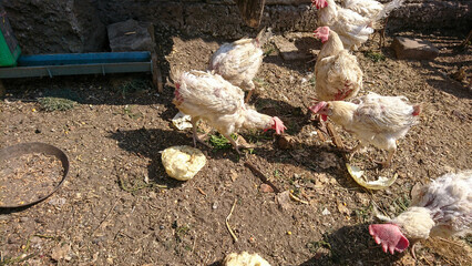 Appearance of chickens during autumn molting © Катерина Тарасенко
