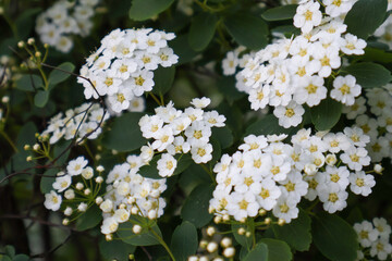 Close-up of Spiraea (Spirae) flowers - clusters of white flowers with yellow centers.
