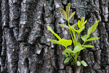 A close-up of a plant that grows from the thick bark of a tree trunk and has green leaves