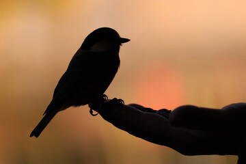手に止まる小鳥（ヤマガラ）のシルエット