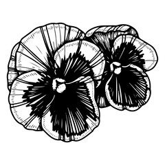 Obraz premium Flower violet tricolor sketch. Bud of a garden plant. Blooming nature. Hand drawn vector line illustration.