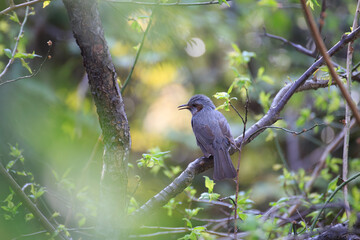 自然の中の木に止まりクチバシを開けて鳴いているヒヨドリ