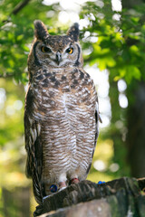 樹木を背景に止まり木に佇むワシミミズク