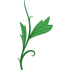 green plant isolated on white