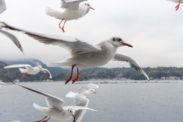 駿河湾の観光船と並走するカモメ（カモメの餌やり）