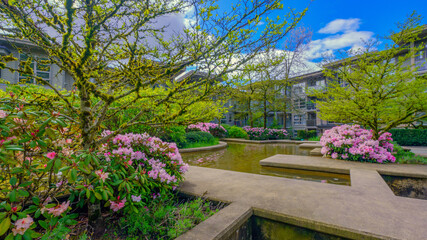 Naklejka premium Pink Spring rhododendrons in garden surrounding an ornamental pond in a Burnaby, BC residential community.