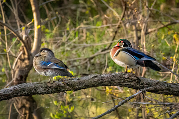 Wood Ducks rest in the backwaters of the Mississippi River in Fridley Minnesota at Riverview Heights Park on a warm spring evening