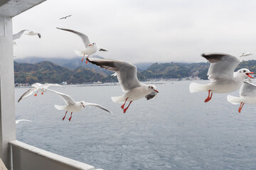 駿河湾の観光船と並走するカモメ（カモメの餌やり）