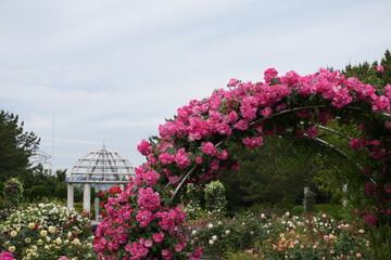 rose garden in spring