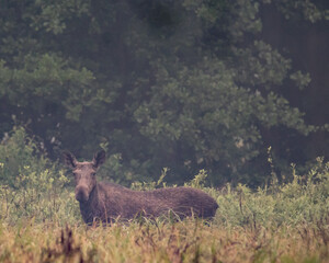 klępa łosia przemierza turzycową łąkę o poranku © Michał Kurzątkowski