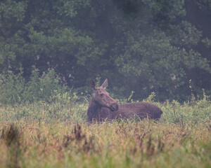 klępa łosia przemierza turzycową łąkę o poranku © Michał Kurzątkowski