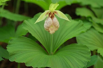 クマガイソウ一輪