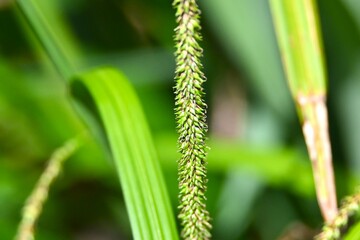 close up of grass