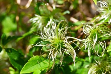 close up of a plant
