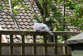 pigeon on a fence