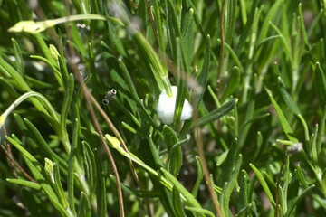 grass with dew drops