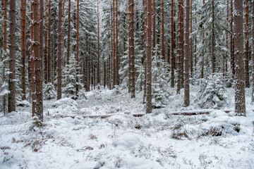 Clearing in a beautiful and ice cold winter forest in Sweden