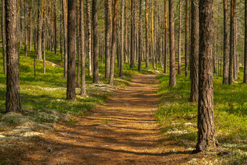 Walking path through a beautiful pine forest in Sweden