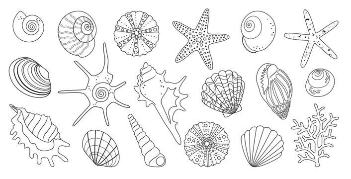 Big summer sea set of simple outline elements of the underwater world hand drawn, a variety of shells, starfish, sea urchins, corals for pattern, stickers, logo. Isolated on a white background. Vector