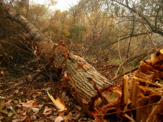 Felling of tree. Tree felling in a forest that is being cut down with axe. Felling the tree...