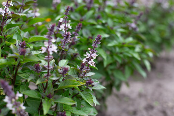 Green basil plants in blossom. Basil blooms in the garden. Growing fresh spices. Aromatic herbs. Ocimum basilicum Magic Blue.