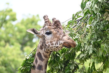 草を食べるキリン