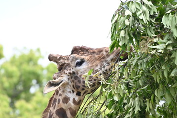 草を食べるキリン