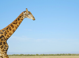 Giraffe, wildlife and blue sky in Africa for nature, landscape or bush with plants, field and environment. Indigenous animal, outdoor and grass in tropical summer location for Serengeti National Park