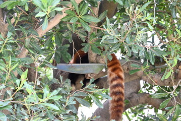 レッサーパンダのしっぽ