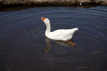 White goose swimming and squawking in pond. Free-range poultry. Farm animal. Poultry industry.	


