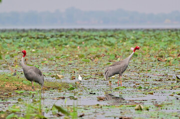Eastern Sarus Crane, Antigone antigone sharpii in sarus crane reintroduction project Thailand.