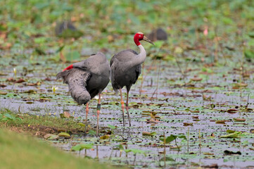 Naklejka premium Eastern Sarus Crane, Antigone antigone sharpii in sarus crane reintroduction project Thailand.