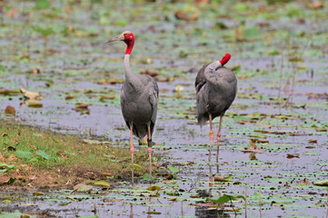 Eastern Sarus Crane, Antigone antigone sharpii in sarus crane reintroduction project Thailand.