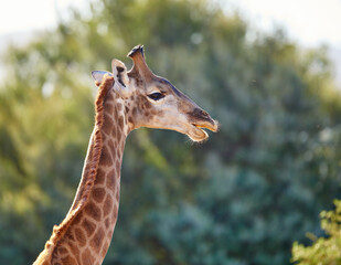 Giraffe, wildlife and green tree in Africa for nature, landscape or bush with plants, field and environment. Indigenous animal, outdoor and safari in tropical summer for Serengeti National Park