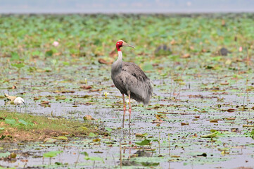 Eastern Sarus Crane, Antigone antigone sharpii in sarus crane reintroduction project Thailand.