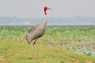 Eastern Sarus Crane, Antigone antigone sharpii in sarus crane reintroduction project Thailand.