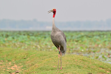 Eastern Sarus Crane, Antigone antigone sharpii in sarus crane reintroduction project Thailand.