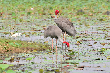 Eastern Sarus Crane, Antigone antigone sharpii in sarus crane reintroduction project Thailand.